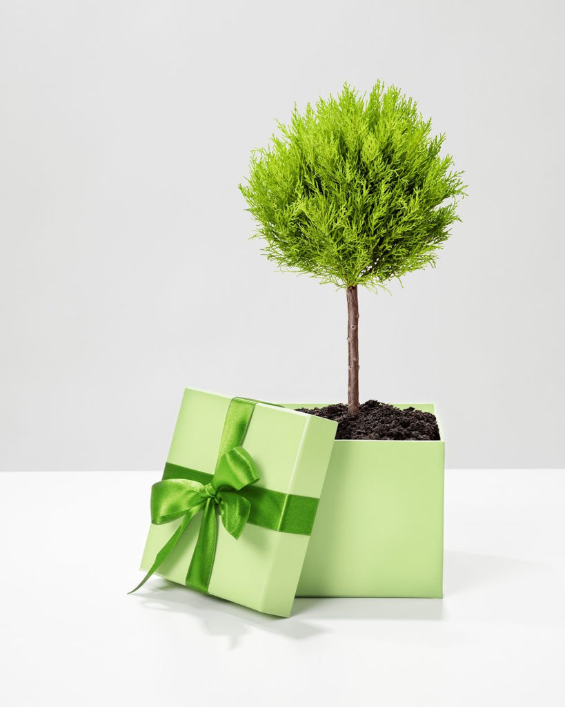 Unique Eco-friendly Gift Ideas That Are Anything But Boring