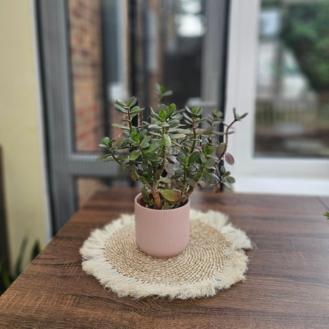 Sisal Wall Decor